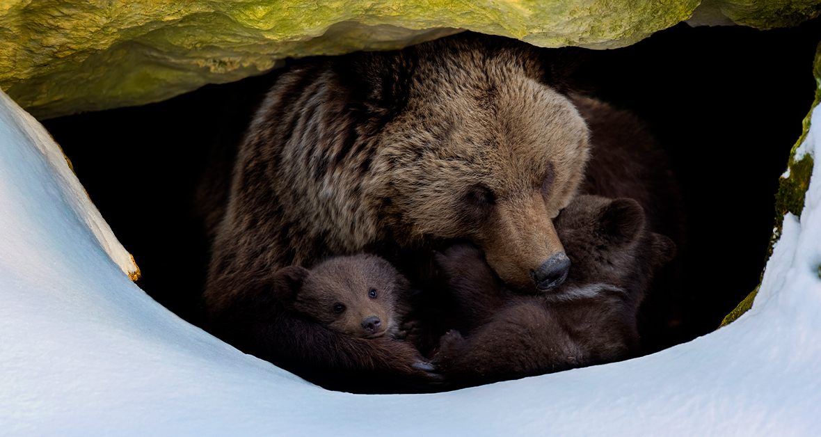 Medvědice s mláďaty v noře během zimní hibernace zvířat