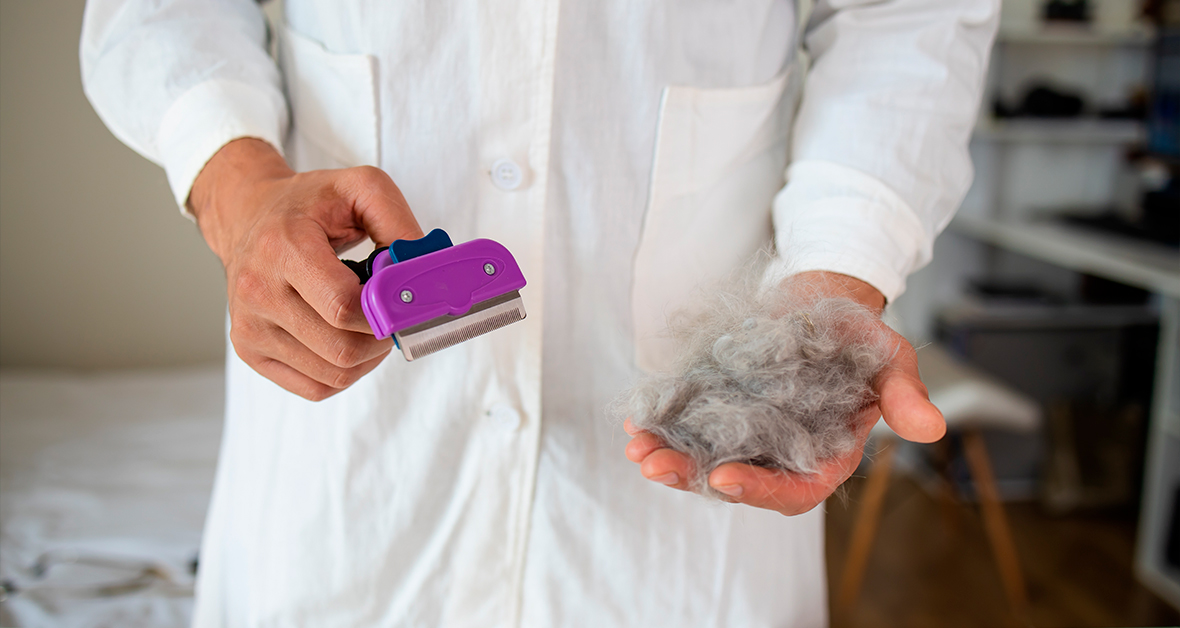 Vyčesaná srst kočky při línání na podzim