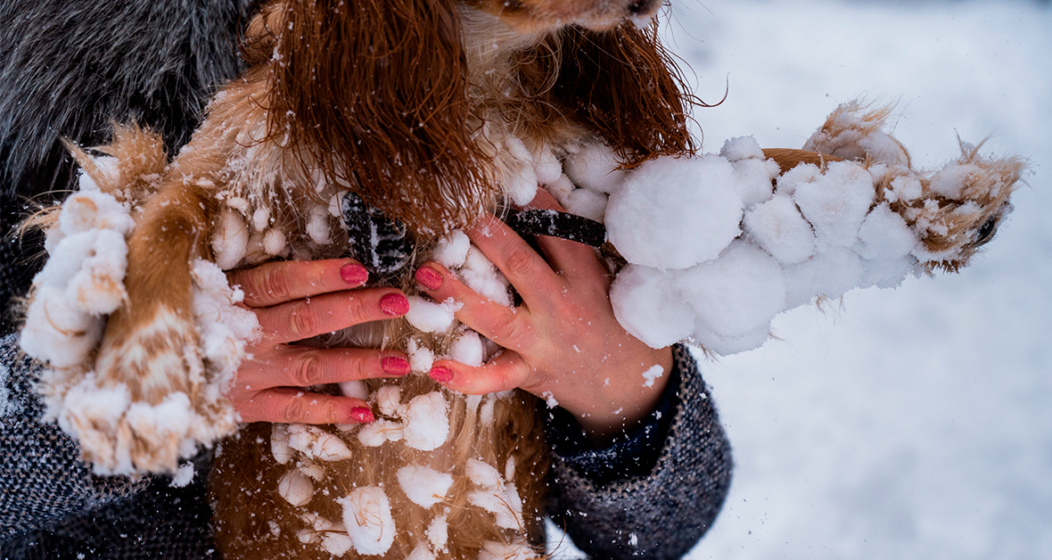 Pes má na srsti přichycené sněhové koule po zimní procházce.