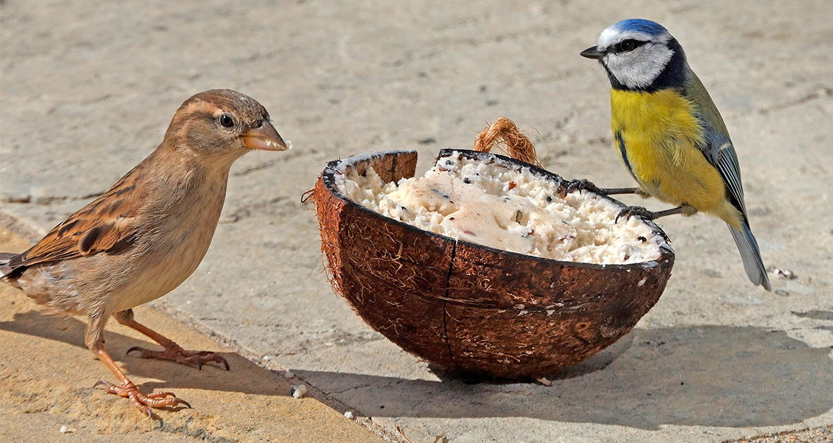 Dva drobní ptáci u krmítka vyrobeného z kokosové skořápky.