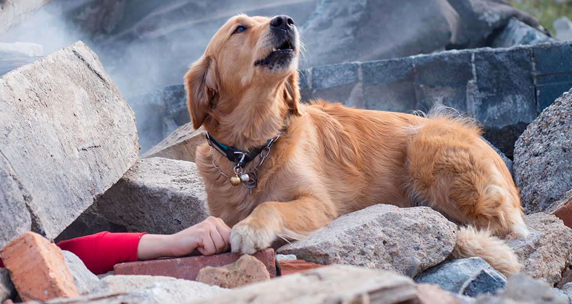 Záchranářský pes Golden Retriever našel člověka v sutinách