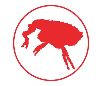 bug