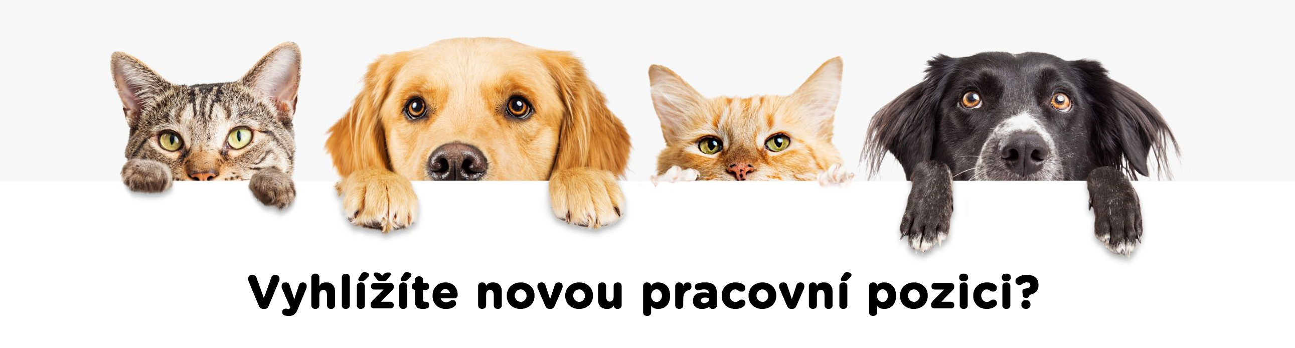Kariéra v PetCentru