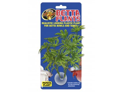 Betta Plant – Papája