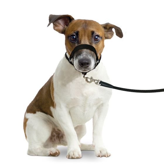 Flamingo Ohlávka pro psy M