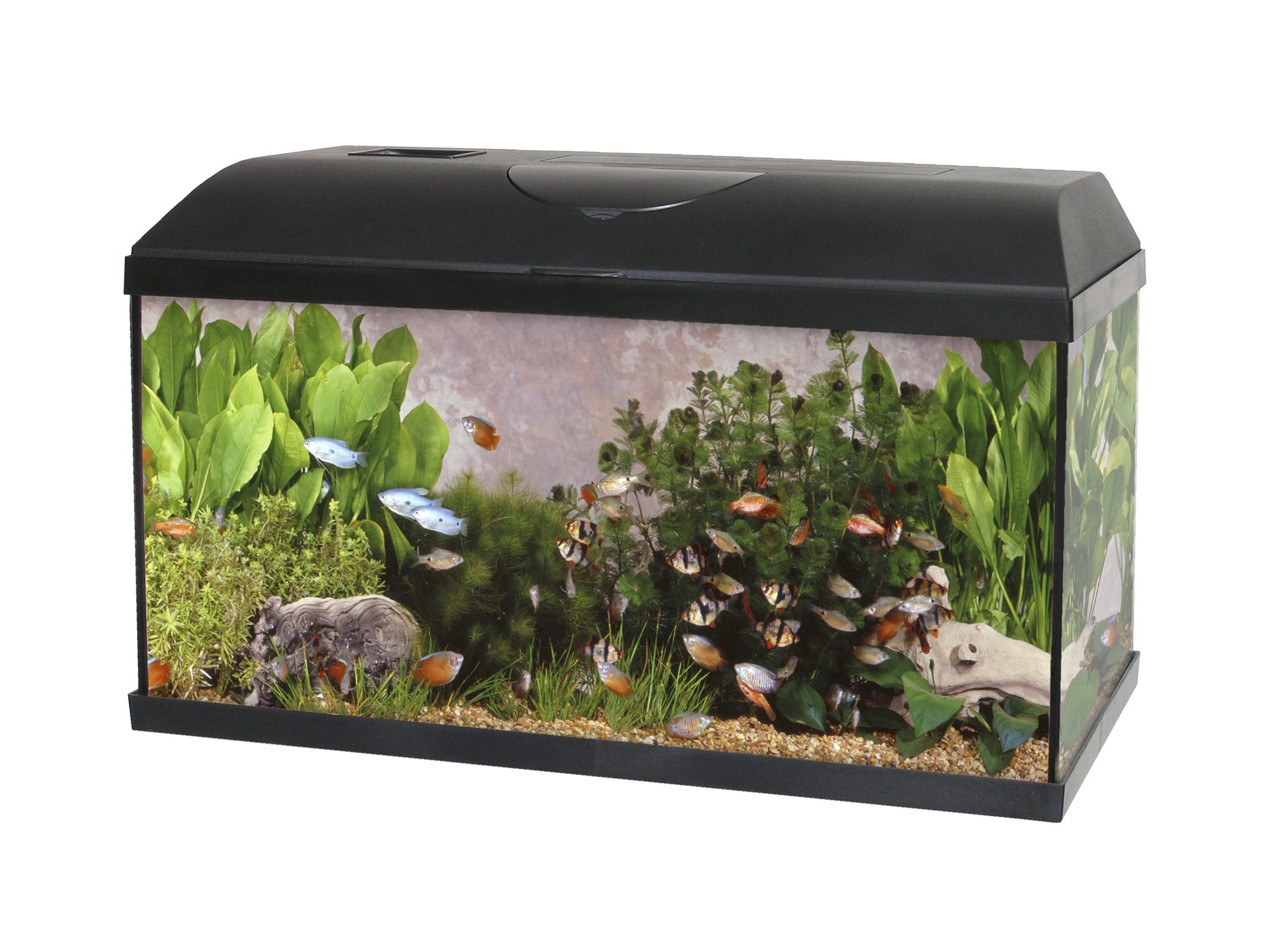 Cat-gato CATGATO Akvarium Pacific 60x30x30cm