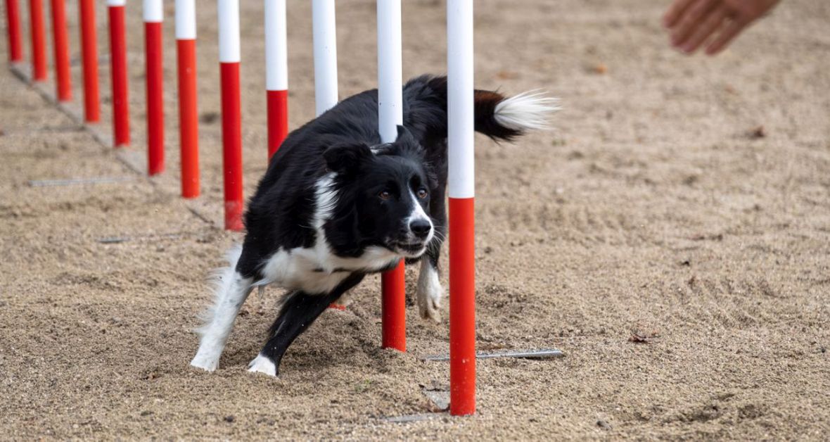 Je môj pes vhodný na výcvik?