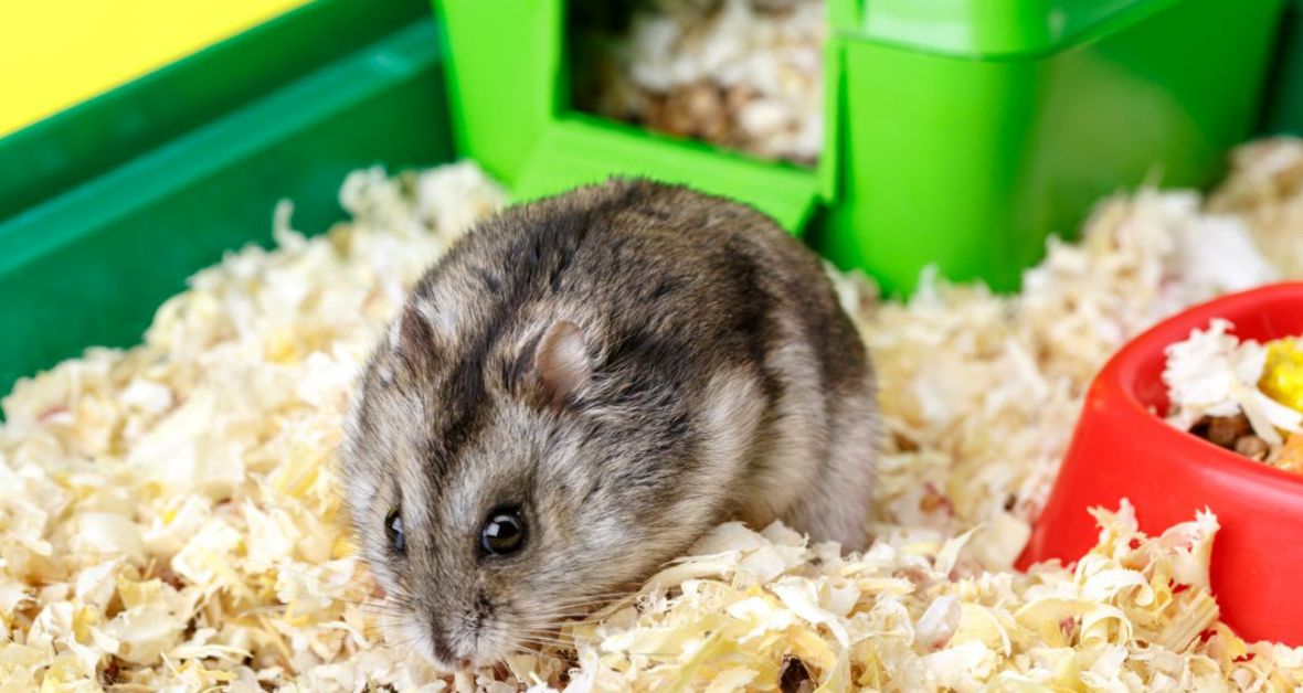 Chov škrečkov a zaujímavosti o nich