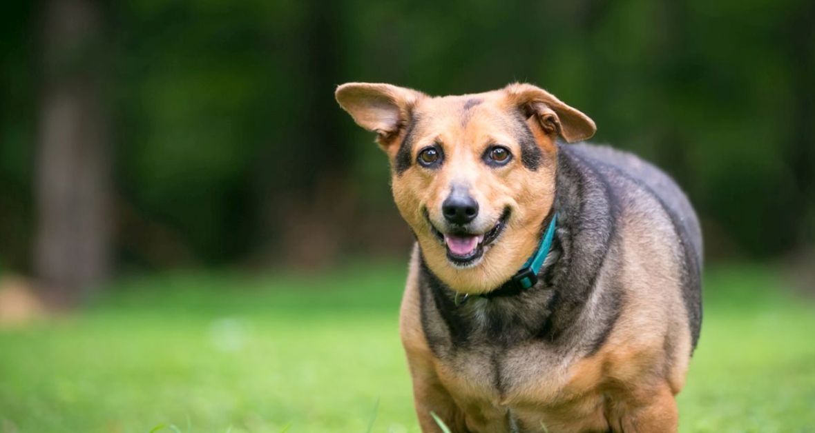 Chudneme: Každý tretí pes má nadváhu