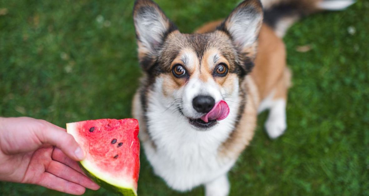 Je pre psa vhodný melón?