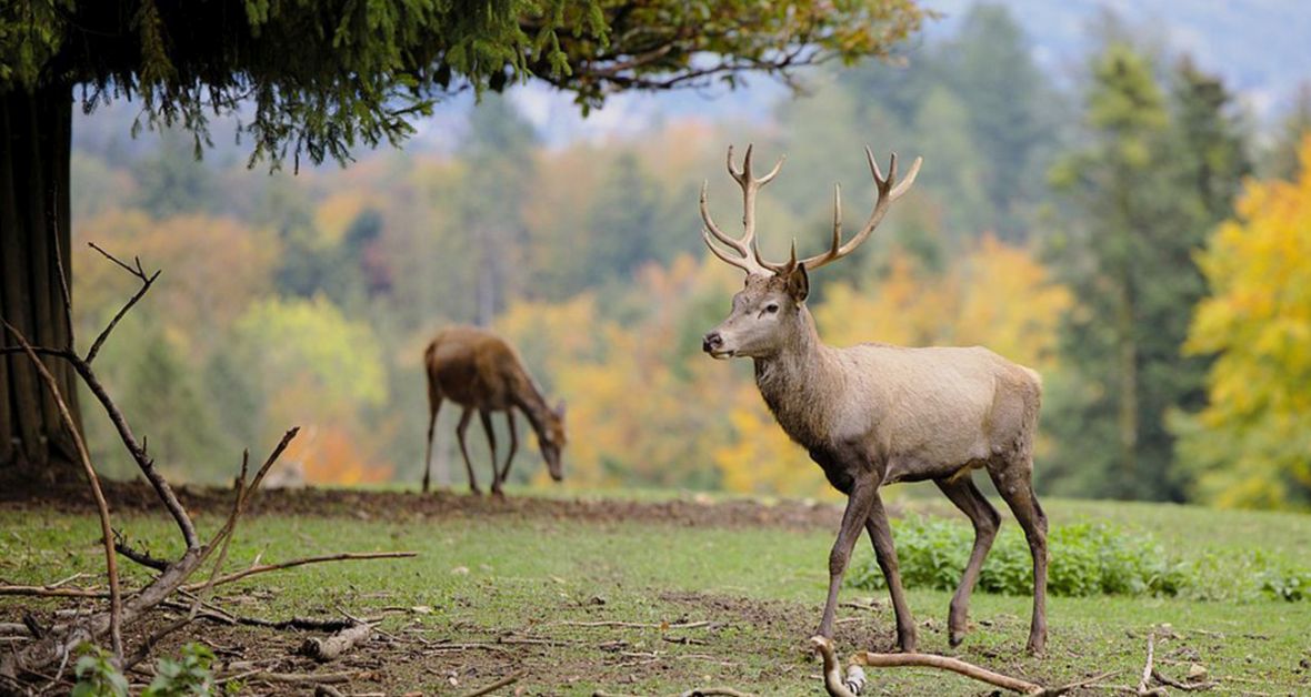 Prečo psovi zaobstarať jelenie parožie?