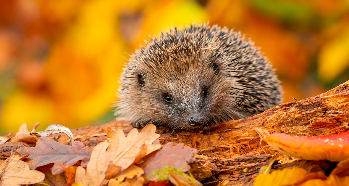 Pomáhame prírode: Ako na jeseň podporiť vtáky, ježkov a ďalšie tvory
