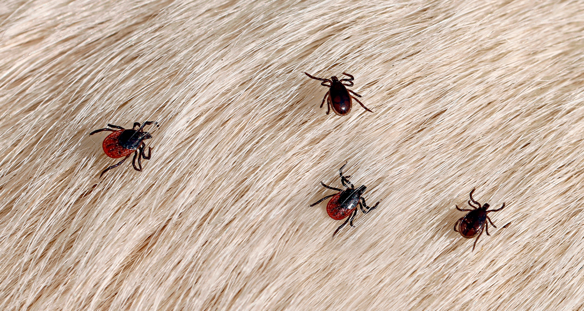 Ako účinne ochrániť vášho maznáčika pred kliešťami a blchami