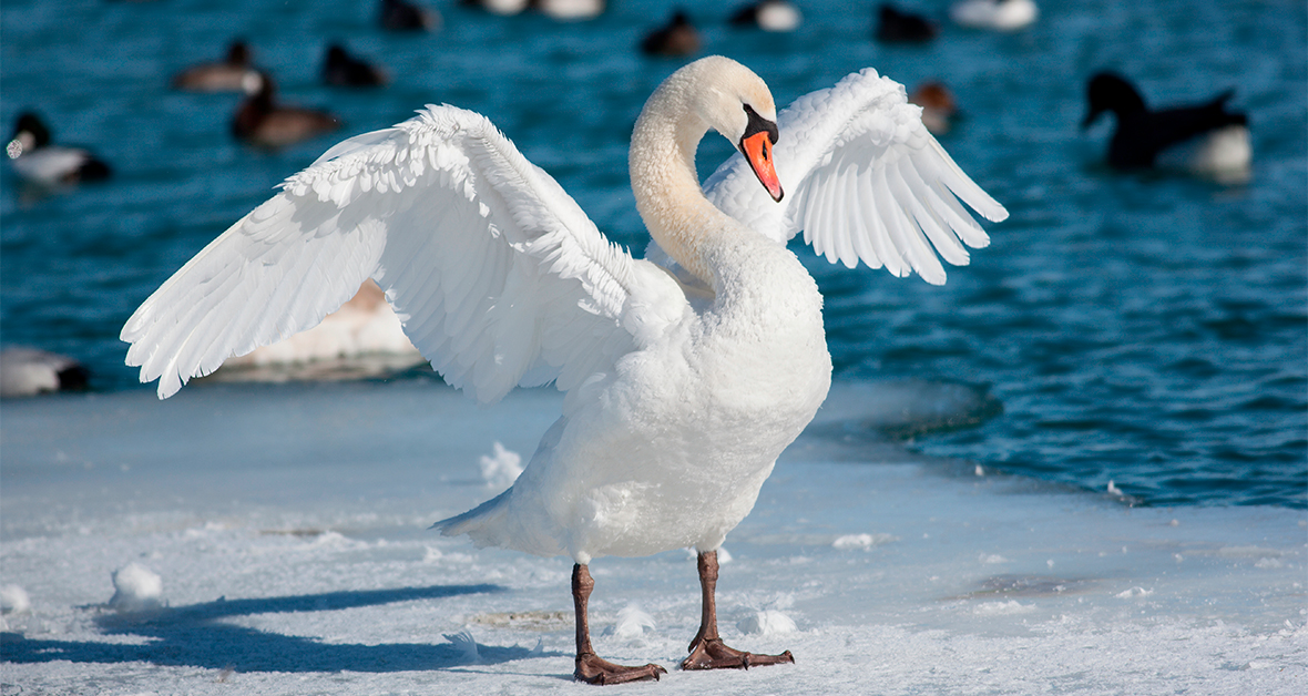 Správne prikrmovanie vodného vtáctva v zime