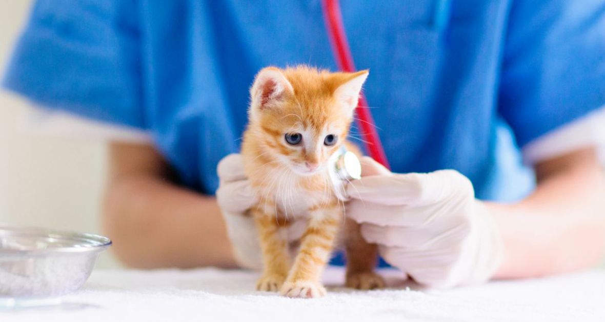 VETERINÁRKA RADÍ: Čo je potrebné, aby imunita fungovala?