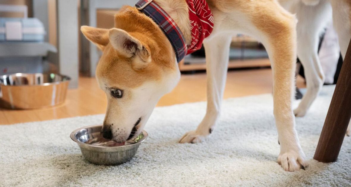 Vyberáme misku na kŕmenie