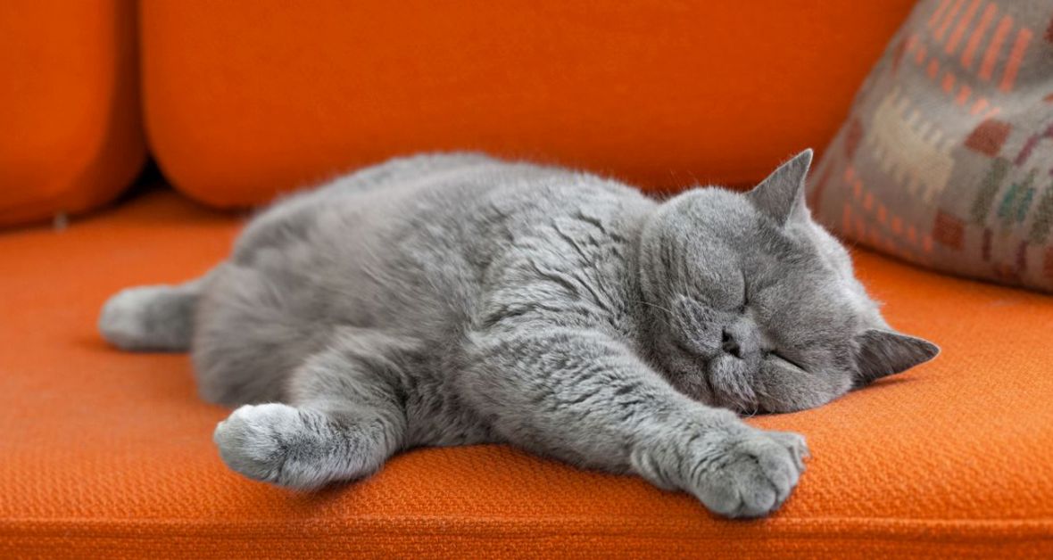 Mýty a povery o mačkách