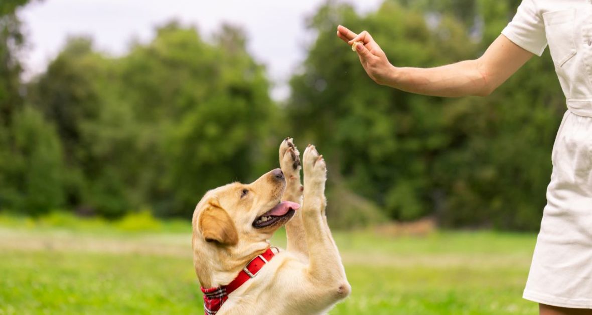 Čo je Obediencia? - 1. diel
