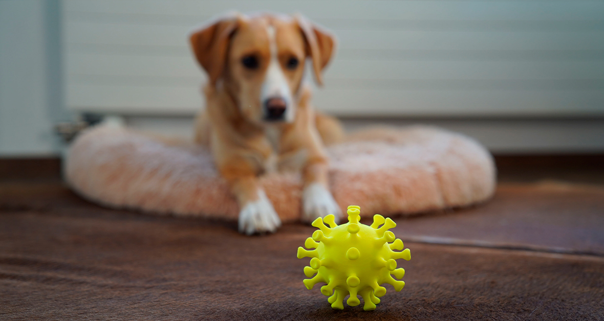Príprava na zimu – ako podporiť imunitu u psov a mačiek