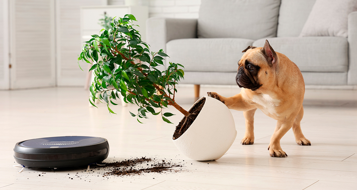 Jedovaté izbové rastliny