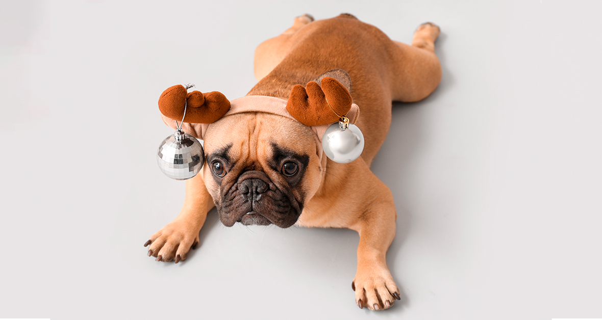 Vianoce a Silvester – ako chrániť našich domácich miláčikov