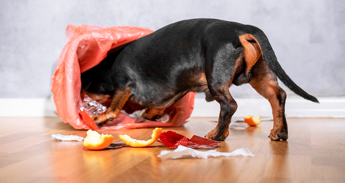 Ako postupovať pri intoxikácii psa alebo mačky