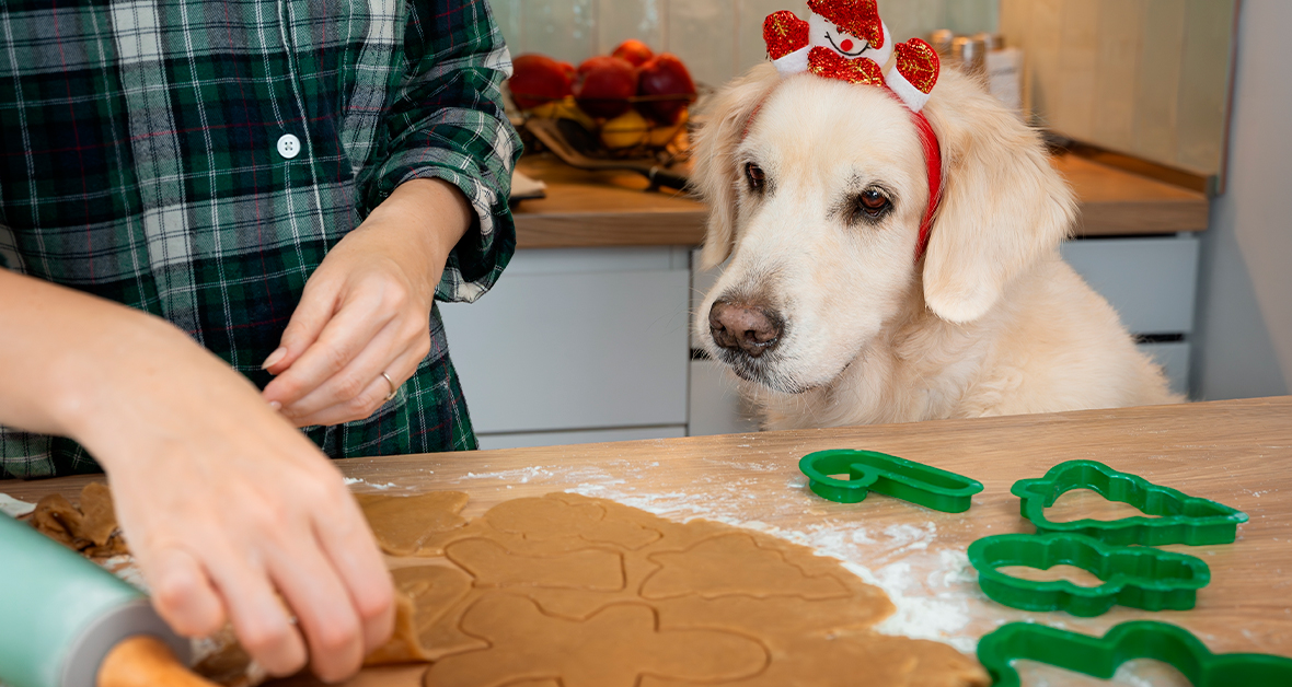 Cukrovinky pre psov - ako na zdravé a chutné maškrty