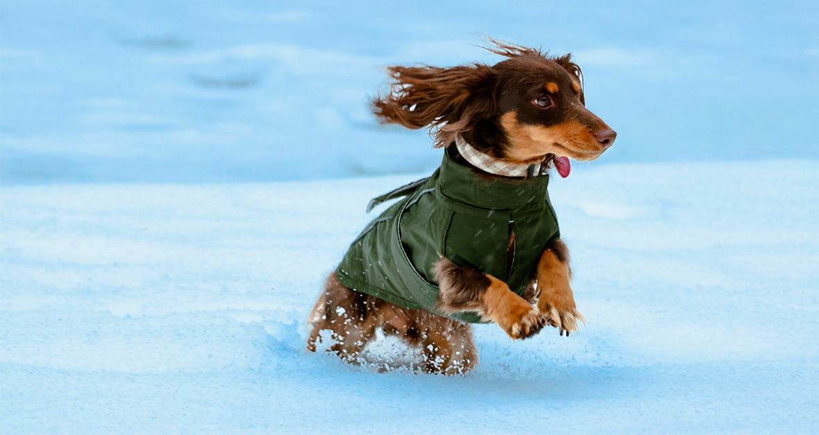 Venčenie psov v zime