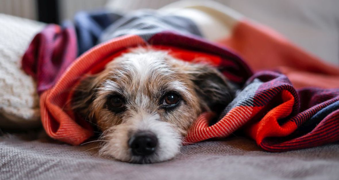 Choroby, ktorými vás môže nakaziť zviera