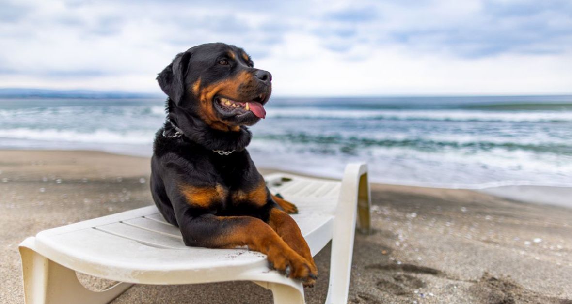 Veterinárka radí: Ako ochrániť psa a mačku počas horúcich dní