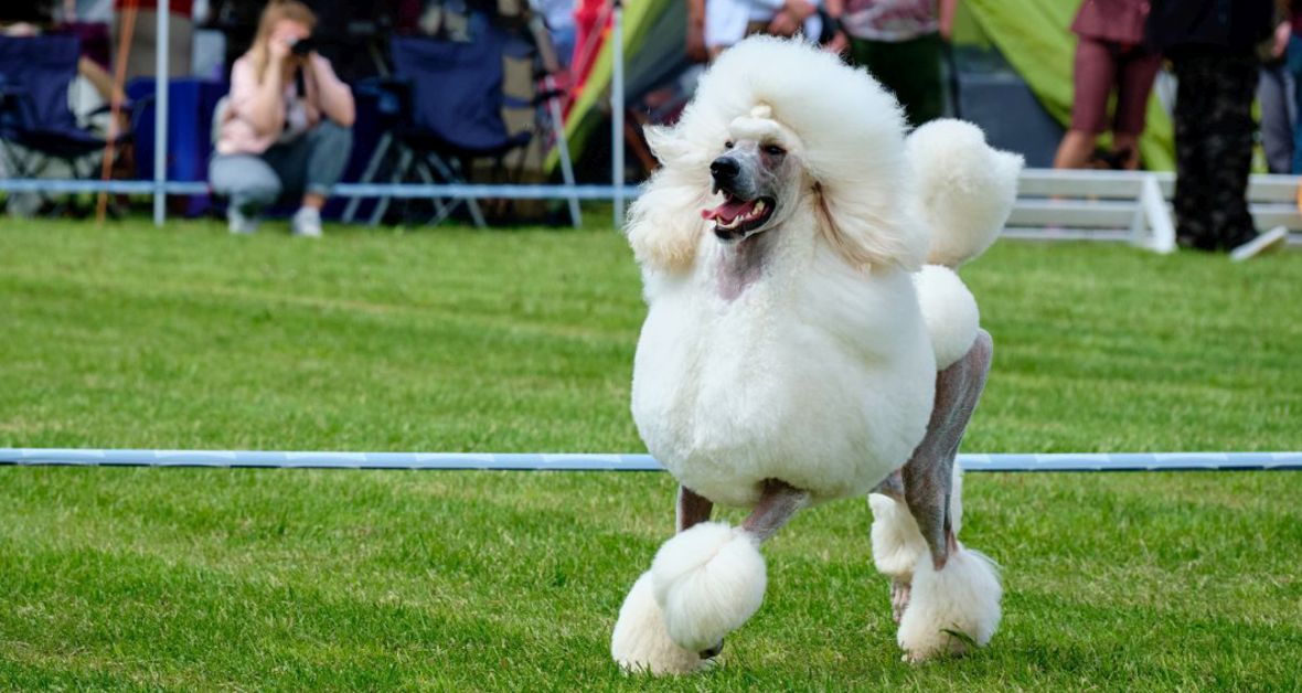 Psia výstava: Prečo má zmysel ju navštíviť?