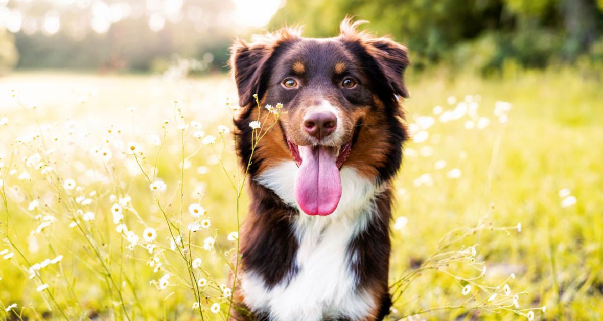 Ako správne prepočítať psie roky na ľudské?