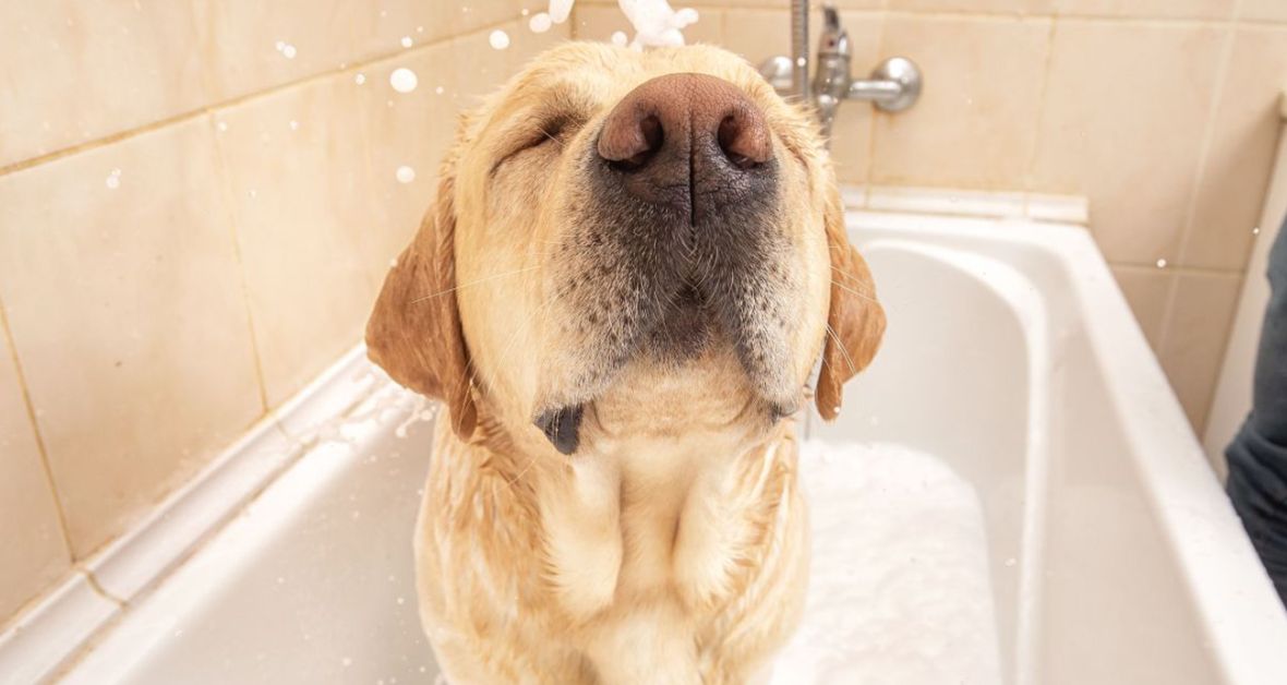 Hľadáte šetrnú a prírodnú kozmetiku pre vášho psíka? Zkúste Tropiclean