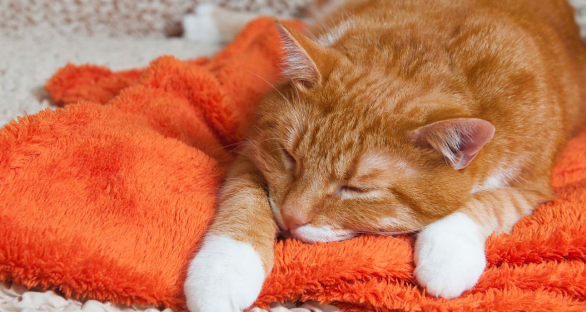 Poškodenie mozgu, ochrnutie, aj operácia vo vnútri oka: Aj takéto  prípady sa riešia na veterinárnych klinikách Jaggy