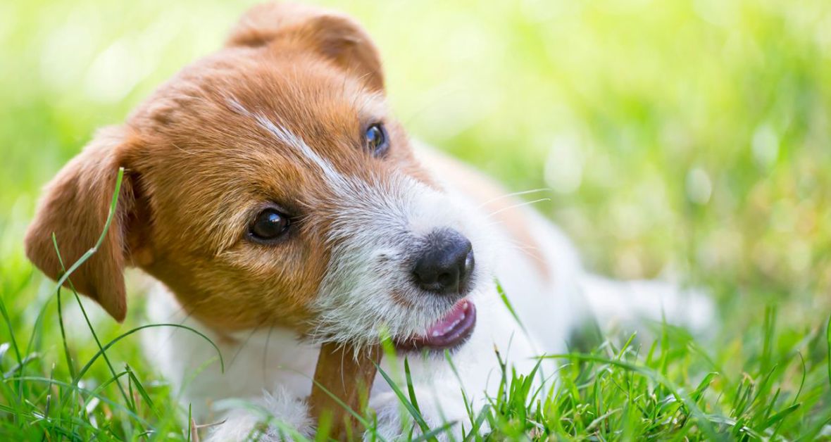 Na spokojné šteňa správnou výživou