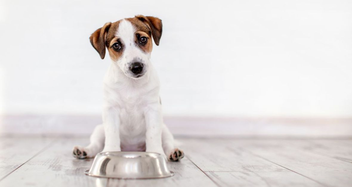 Veterinárka radí: Zdravo a bez obilnín