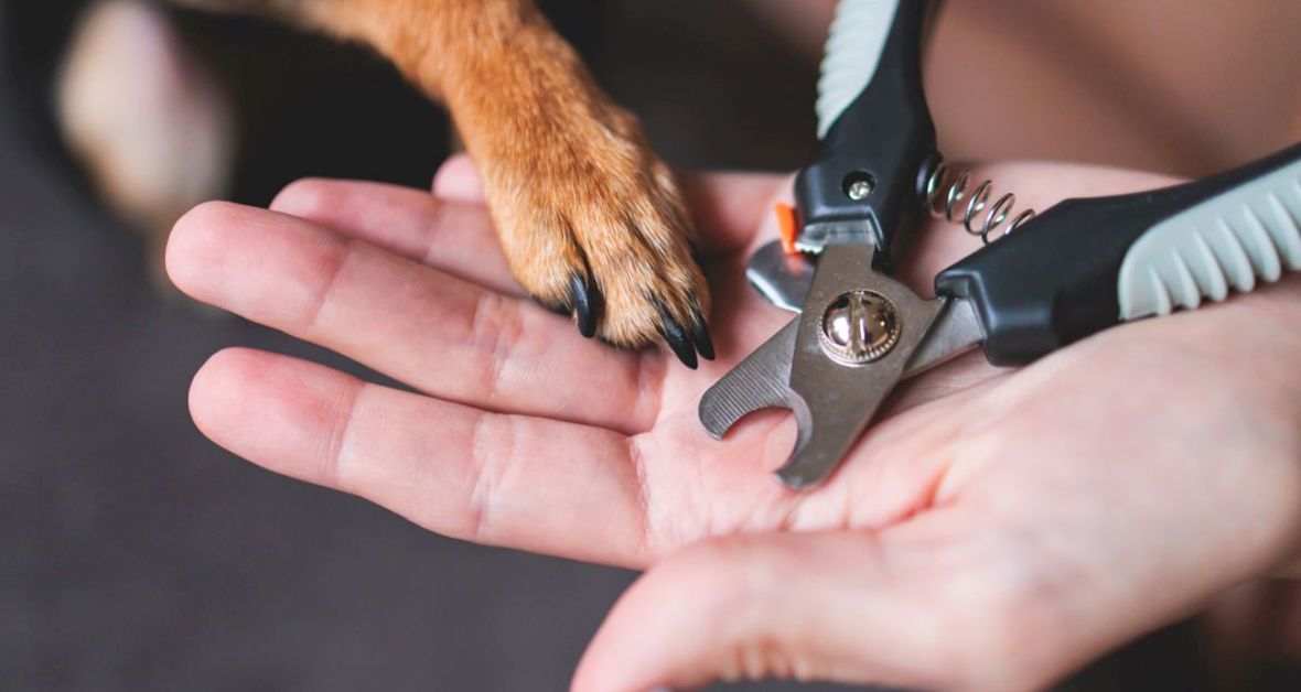 Strihajte pazúriky ako profesionál