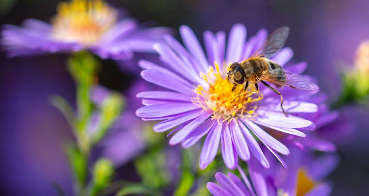 Au! Včelie a osie bodnutie: Čo to znamená pre vášho maznáčika?