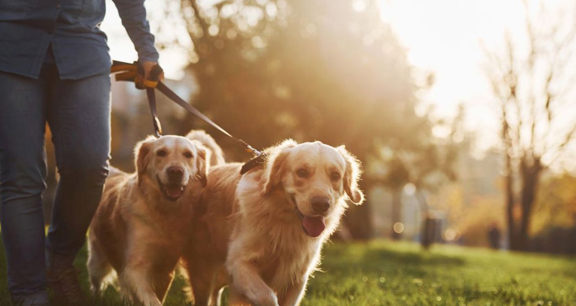 8 rád pre venčenie, keď ste v karanténe a máte psa