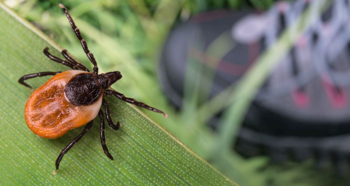 Vonkajšie parazity: Ako na nich?