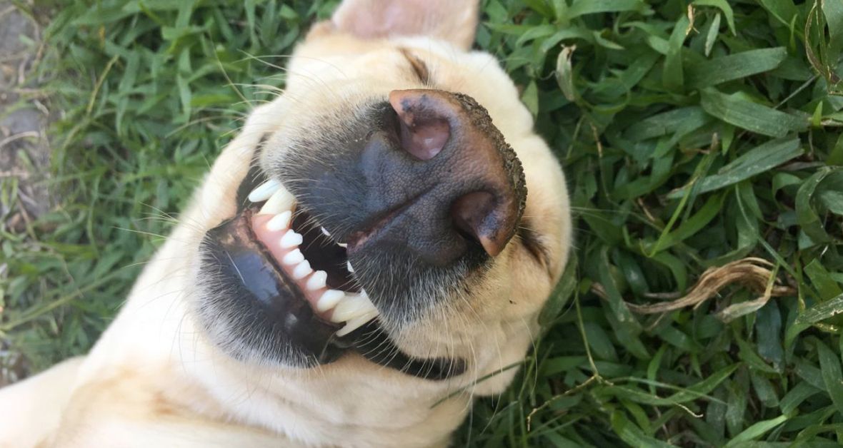 Ako na zdravé kĺby a zamestnané psie zúbky?