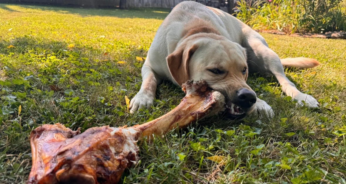 Pes obhrýzajúci velkú kost
