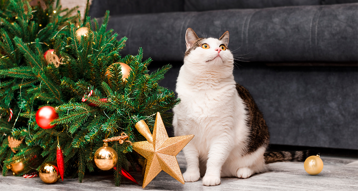 2.	Kočka sedí vedle spadlého vánočního stromku