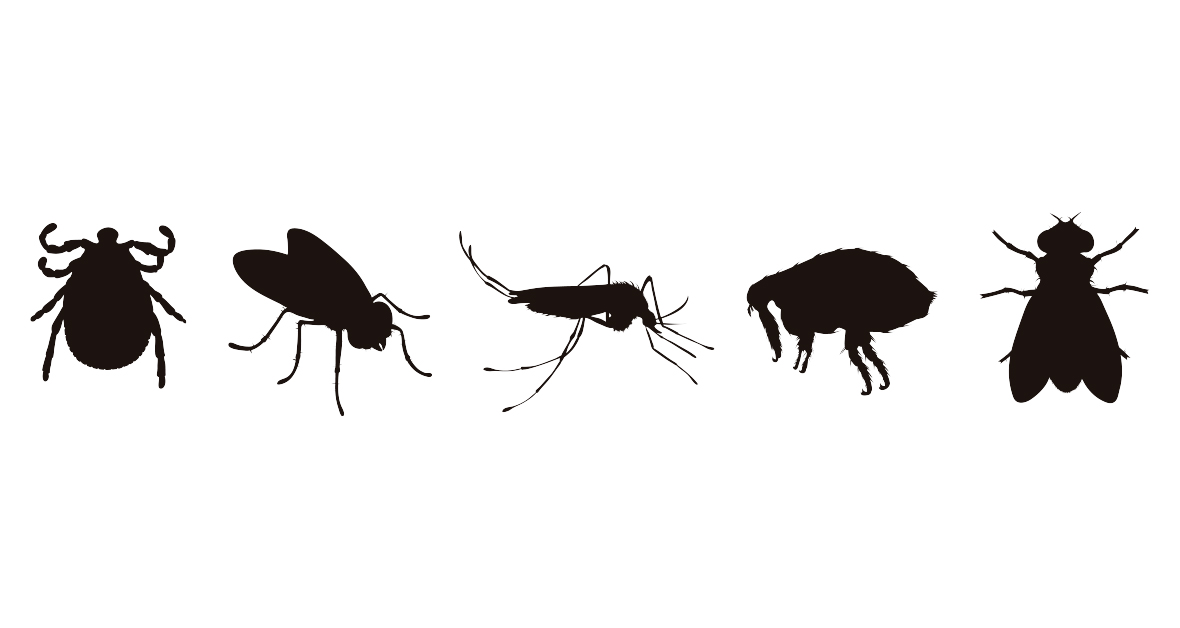 Siluety najčastejších parazitov u psov a mačiek.