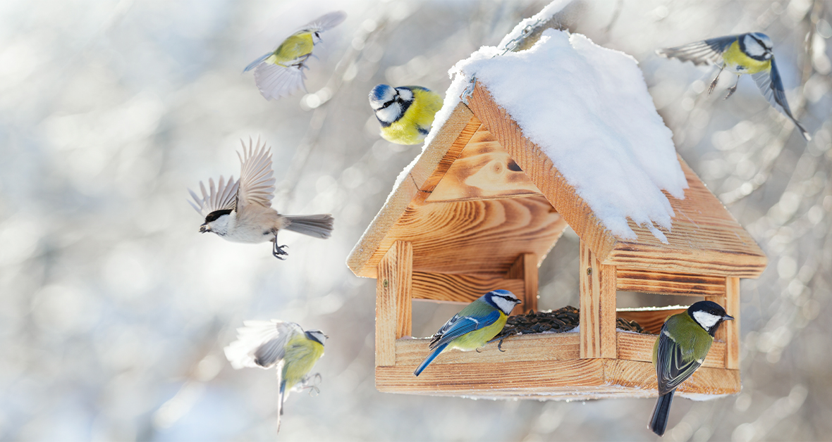 Hejno drobných ptáků u dřevěného krmítka pokrytého sněhem.