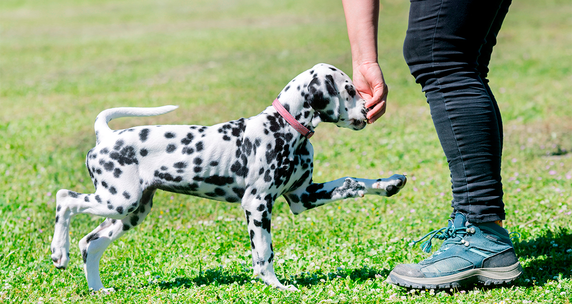 Šteňa pri výcviku na záhrade počas jarného obdobia.