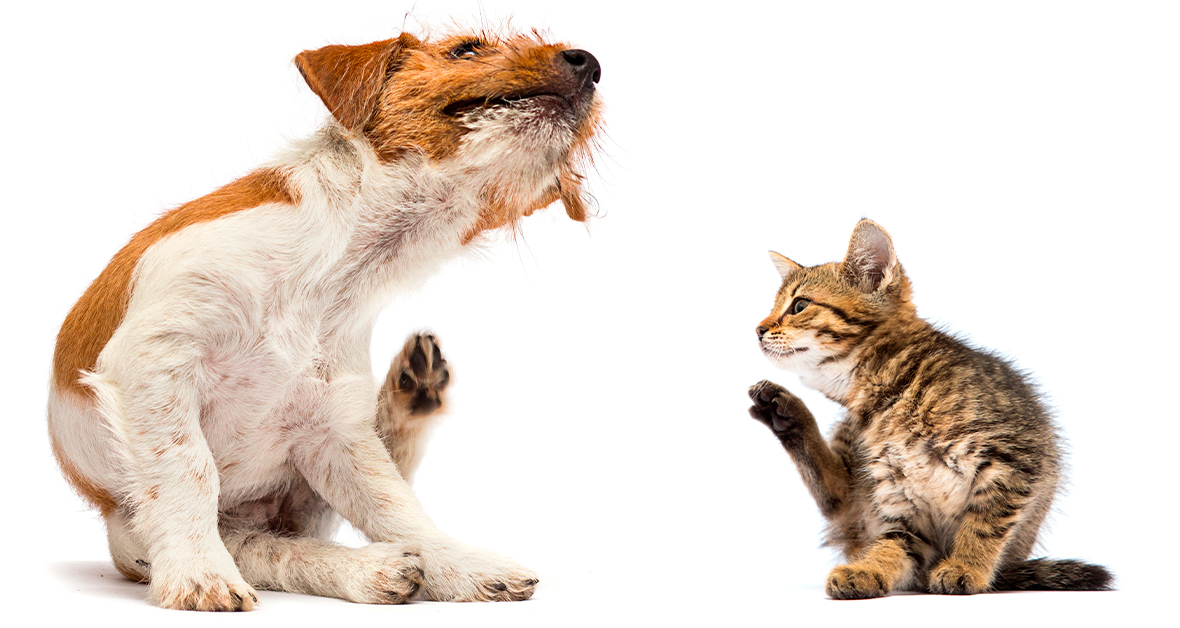 Pes a mačka sa škriabu – príznak napadnutia parazitmi