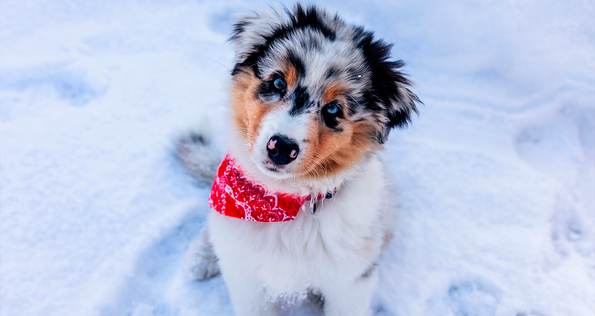 Štěně s červeným šátkem sedí ve sněhu – symbol silné imunity v zimě.