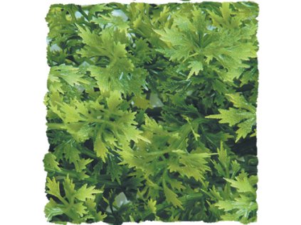 Australian Maple – Přírodní keřová rostlina