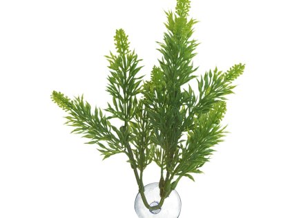Malaysian Fern - Prírodné kríková rastlina L